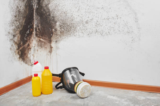 Best Professional Mold Removal  in Mountain Lakes, NJ