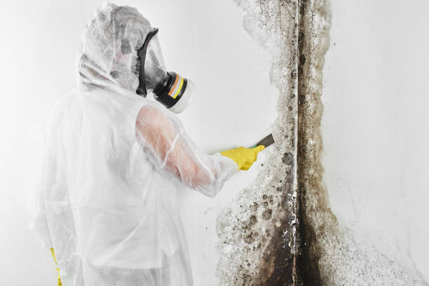 Best Certified Mold Removal  in Mountain Lakes, NJ
