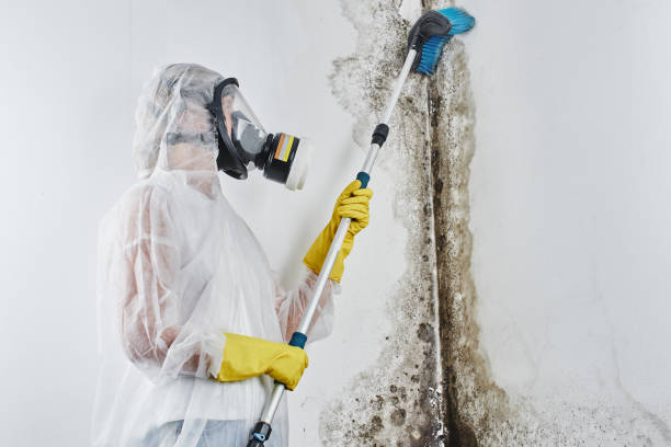 Best Mold Damage Repair  in Mountain Lakes, NJ