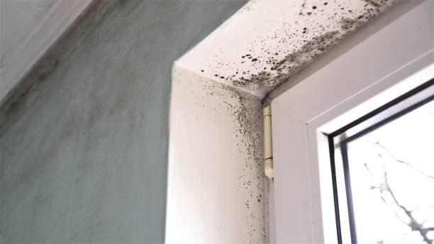 Best Office Mold Removal Services  in Mountain Lakes, NJ