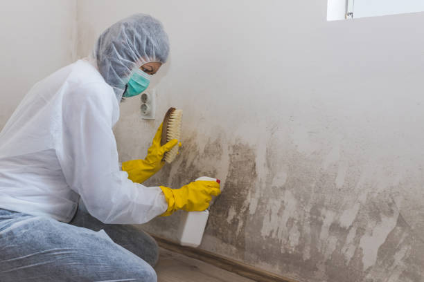 Best Fast Mold Removal  in Mountain Lakes, NJ