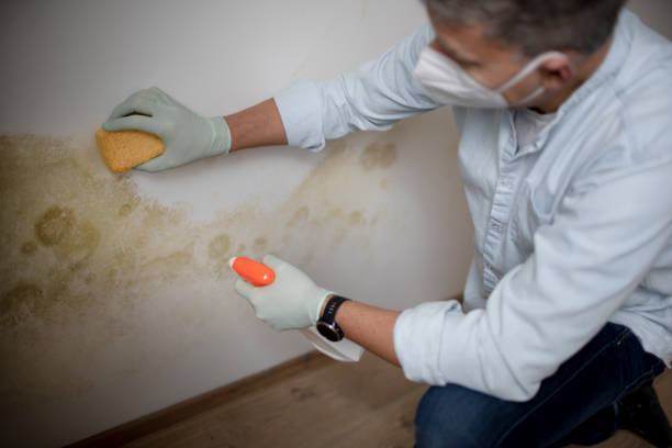 Best Affordable Mold Removal  in Mountain Lakes, NJ