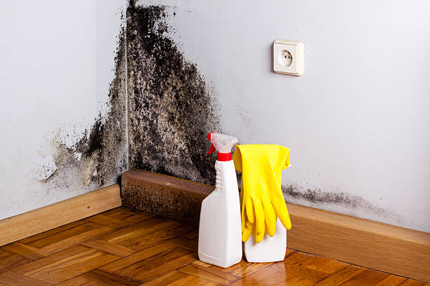 Best Best Mold Removal Companies  in Mountain Lakes, NJ