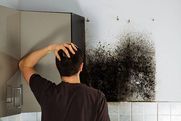 Professional Mold Removal in Mountain Lakes, NJ