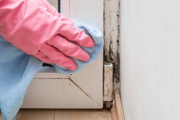 Professional Mold Removal in Mountain Lakes, NJ
