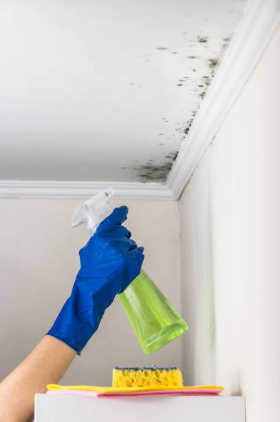 Best Commercial Mold Removal  in Mountain Lakes, NJ