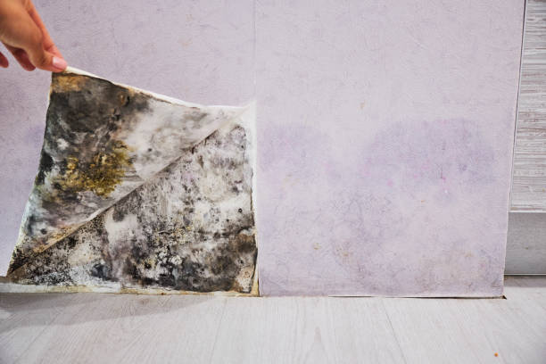 Best Best Mold Removal Companies  in Mountain Lakes, NJ